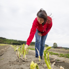 Ingrida Alijosiute on vasta Suomessa opetellut syömään parsaa, vaikka sitä kasvoi kotona Liettuassa äidin puutarhassa.