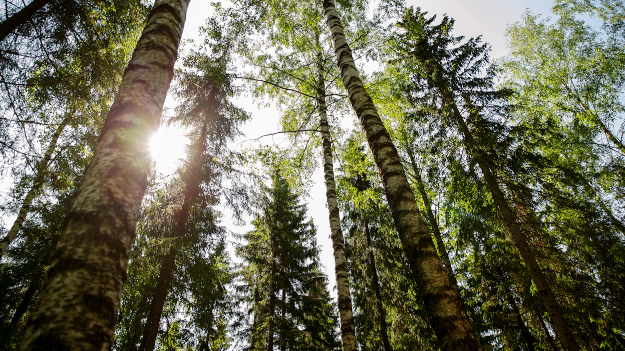 Suomen yksityismetsien pinta-alasta kaksi kolmasosaa on yhden henkilön tai puolisoiden omistamia.