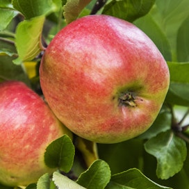 Eri omenalajikkeet kestävät varastointia eri tavoin. 