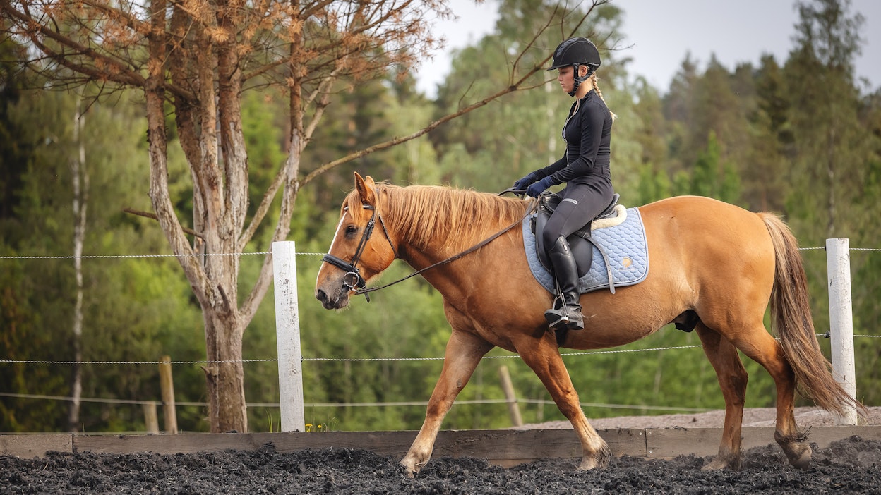 Alempi arvonlisäverokanta ratsastuskouluissa perustellaan sillä, että opetus on vain yksi osa kokonaisuudesta.