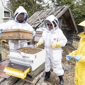 Seija Halme (kuvassa keskellä) valittiin yhtenä tarhurina mukaan EU:n laajuiseen mehiläistutkimushankkeeseen. Apuvoimina mehiläistarhalla työskentelevät Kiia (vas.) ja Inka Koivunen.