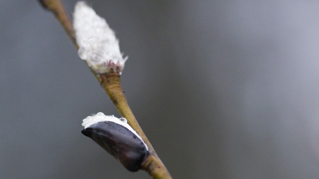 Pääsiäisen sää on viileää ja paikoin märkää.