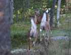 Jonossa pakenevat valkohäntäpeurat viestivät toisilleen peräpäillä.