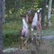Jonossa pakenevat valkohäntäpeurat viestivät toisilleen peräpäillä.