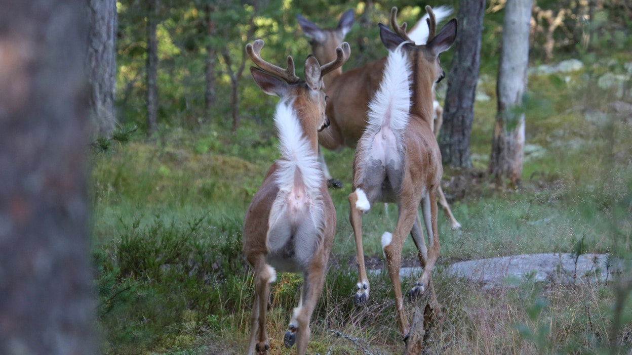 Kuvan valkohäntäpeurat eivät liity tapaukseen.