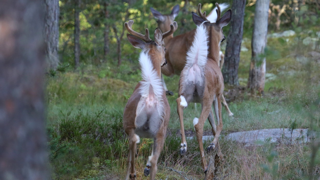 Lähes joka toinen riistaonnettomuus ajettiin valkohäntäpeuran kanssa.