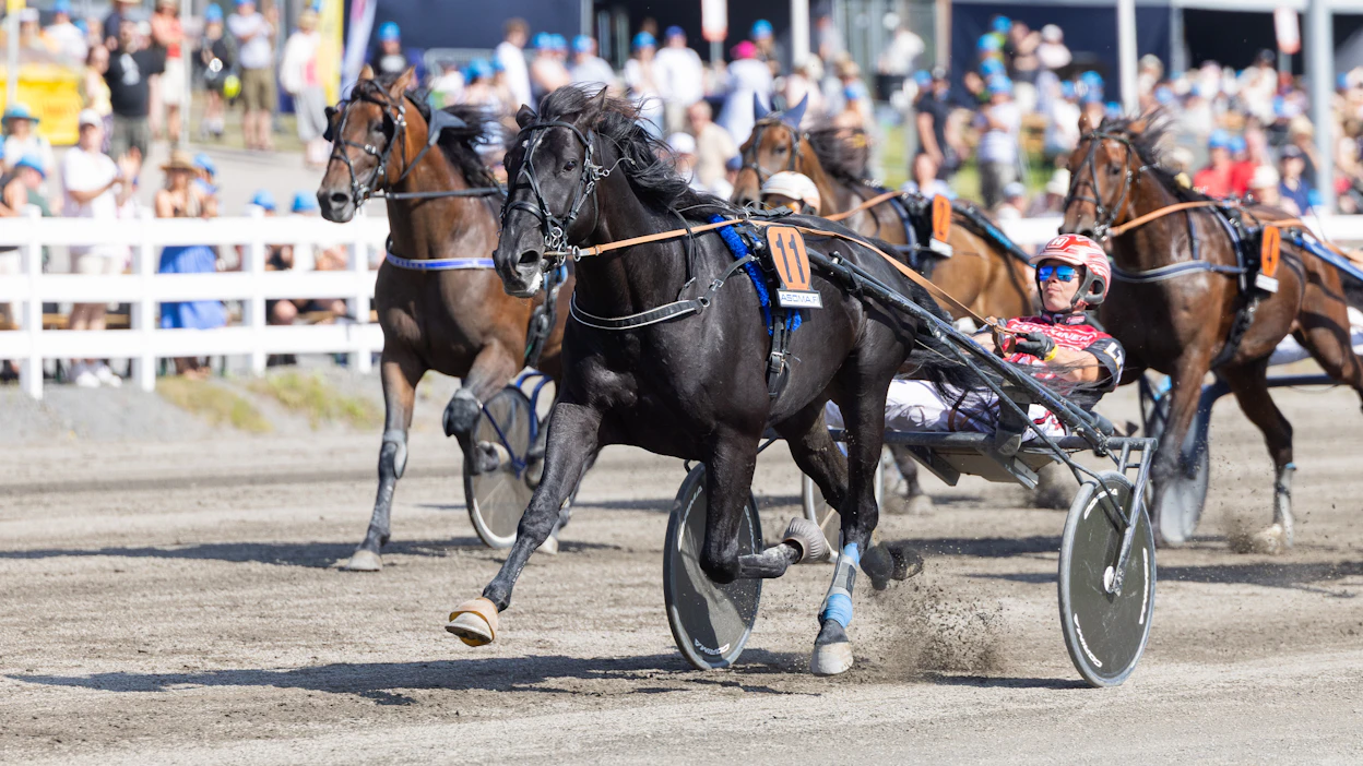 Kyvykäs Lancelot B.R. otetaan vihjesysteemiin Massimo Hoistin ainoaksi varmistukseksi.