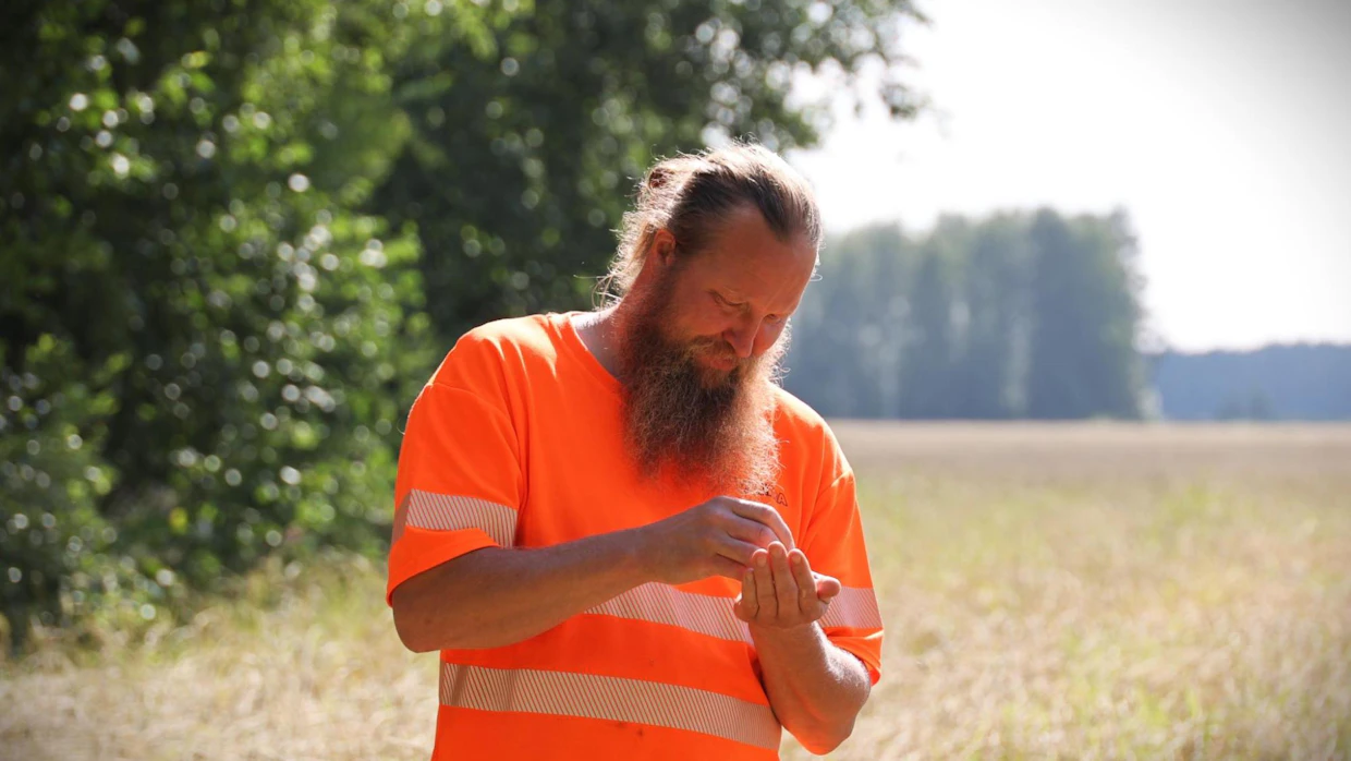 Elokuun alkupäivinä syysrukiit oli jo puitu, mutta kevätruis odottaa vielä valmistumista, toteaa Perttu Muhonen. Toiveissa on kuiva ja lämmin elokuu.