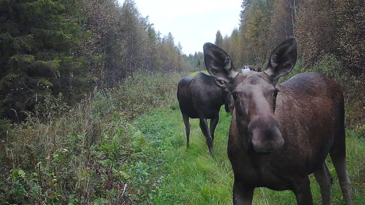 Hirviä Karhunpaini ry:n riistakamerassa.