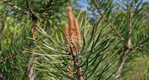 Tukholmassa puhuttiin kestävän metsätalouden puolesta.