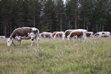Arkistokuva kyytöistä laitumella. 