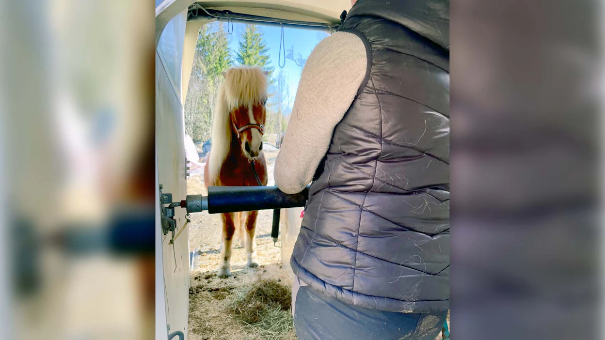 Kuljetus on hevoselle yksi vaikeimmista tehtävistä, joita ihminen sillä teettää. Nuori ruuna opettelee kuvassa lastautumaan omaehtoisesti ja seisomaan rentona trailerissa.