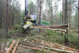 Mäntykuitupuusta maksettiin toukokuussa vuodesta 1995 alkaneen tilastohistorian parasta hintaa.