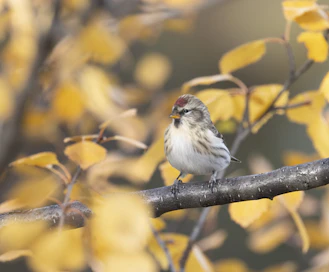 Koko Suomessa tavattavan urpiaisen ja pohjoisimmassa Lapissa pesivän tundraurpiaisen (kuvassa) tulkitaan olevan jatkossa saman lajin eri alalajeja.