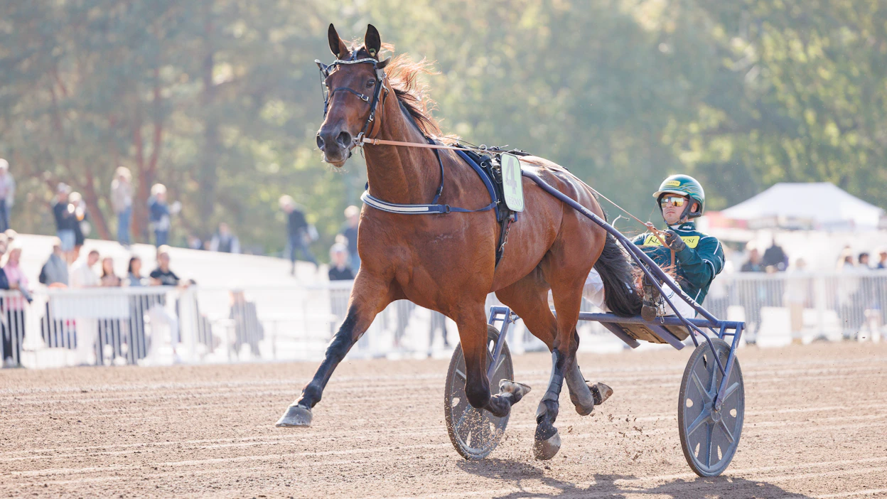 BWT Gazeau on startannut 47 kertaa, joista voittoja on kymmenen. Rahaa radoilta hevonen on kerännyt 119 191 euroa. Arkistokuvassa ohjissa on Hannu Torvinen.