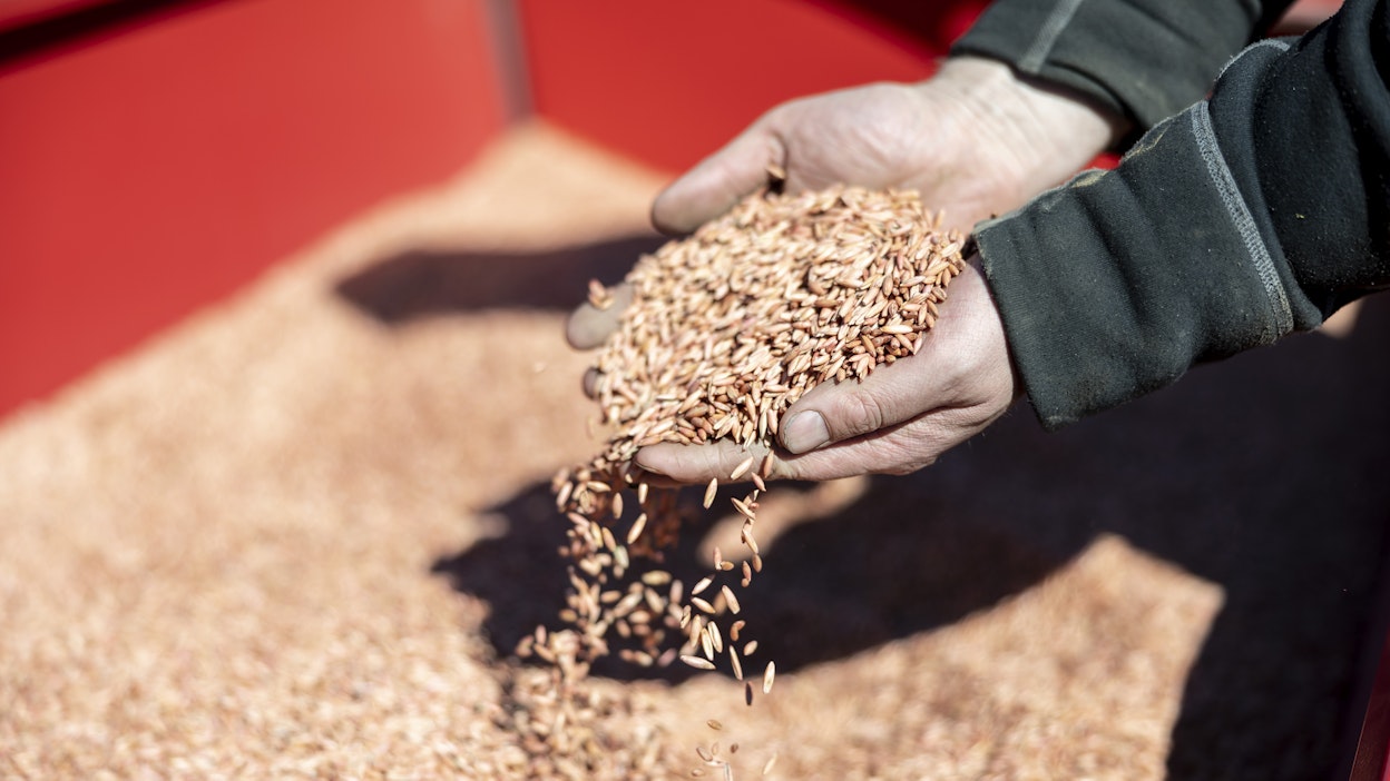 Kauran siementä kylvökoneen siemensäiliössä. Kuvituskuva.