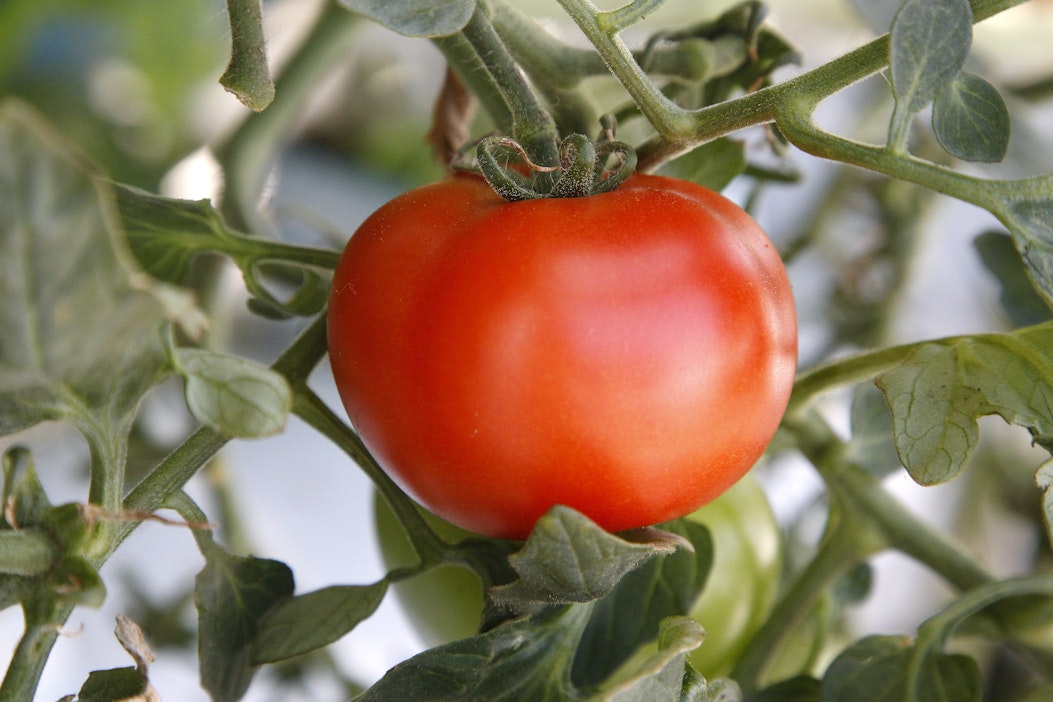 Sähkö kävi liian kalliiksi, Ruotsin suurin tomaatintuottaja jättää  kasvihuoneen tyhjäksi ensi talvena - Maatalous - Maaseudun Tulevaisuus