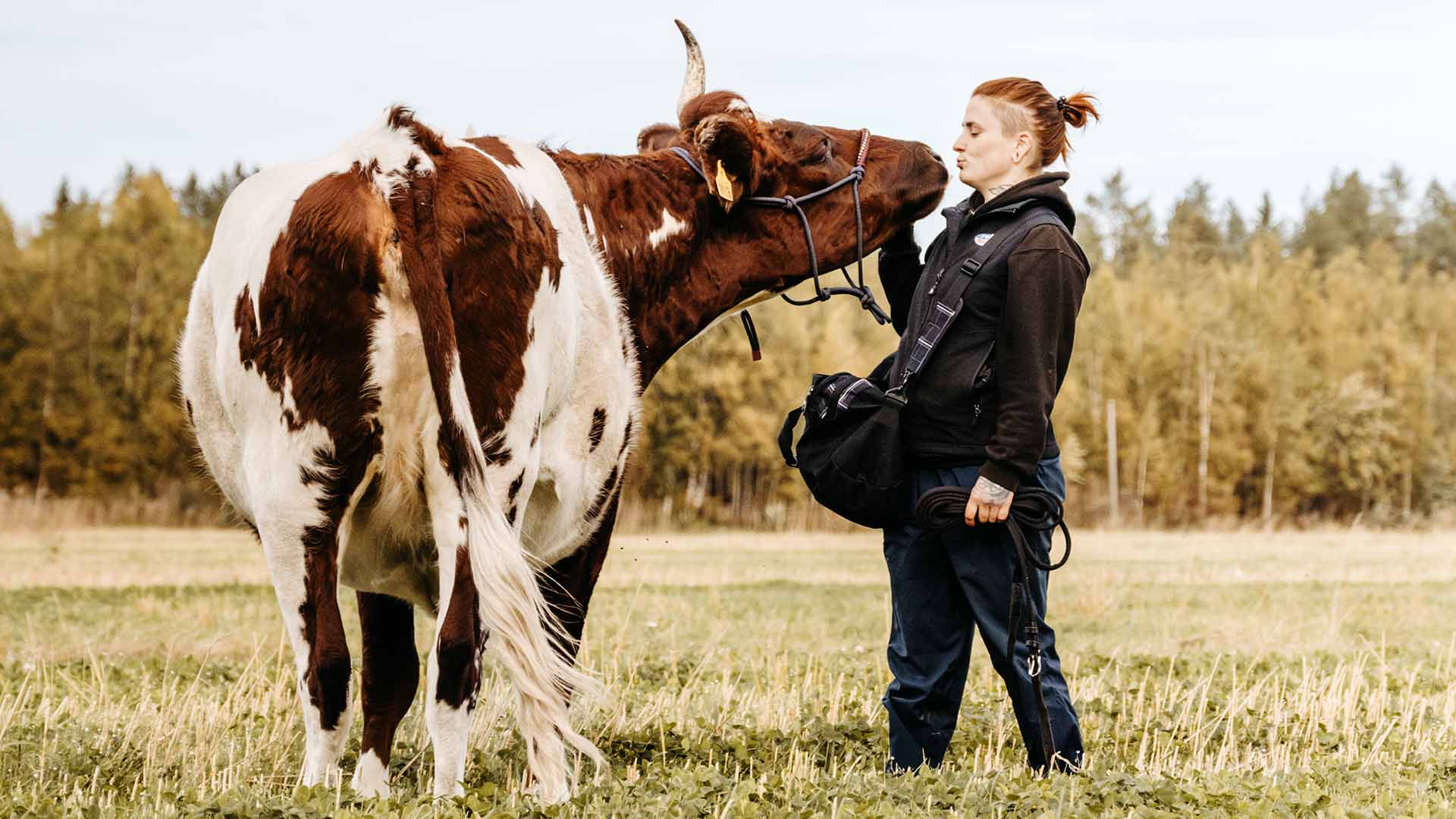 Mirjami Kaakinen kertoo leikkivänsä ayrshirelehmiensä Tuutikin ja Sosulin kanssa miltei päivittäin. Videot leikkisästä lehmäarjesta ovat hullaannuttaneet some-kansan.