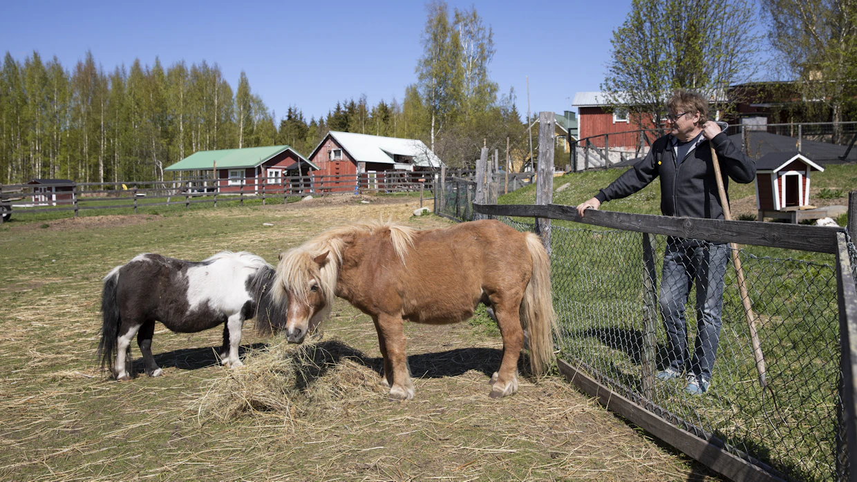 Maatilaleireillä päästään hoitamaan muun muassa shetlanninponeja, Friidaa ja Verttiä.