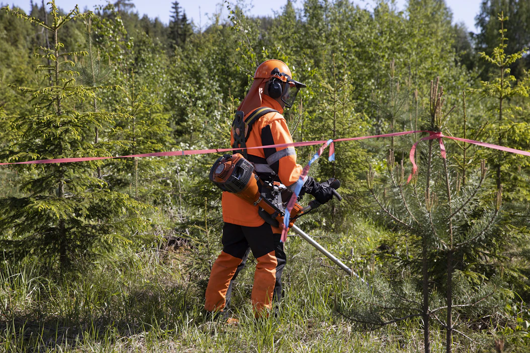 Inflaatio huomioiden metsätilat ovat kallistuneet Sijoitusmetsät Oy:n mukaan viisi prosenttia vuodessa. Metsuri Raimo Tikka teki taimikolle ensiharvennusta Mikkelin Hauhalassa, Metsä Groupin kohteella.