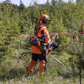 Inflaatio huomioiden metsätilat ovat kallistuneet Sijoitusmetsät Oy:n mukaan viisi prosenttia vuodessa. Metsuri Raimo Tikka teki taimikolle ensiharvennusta Mikkelin Hauhalassa, Metsä Groupin kohteella.