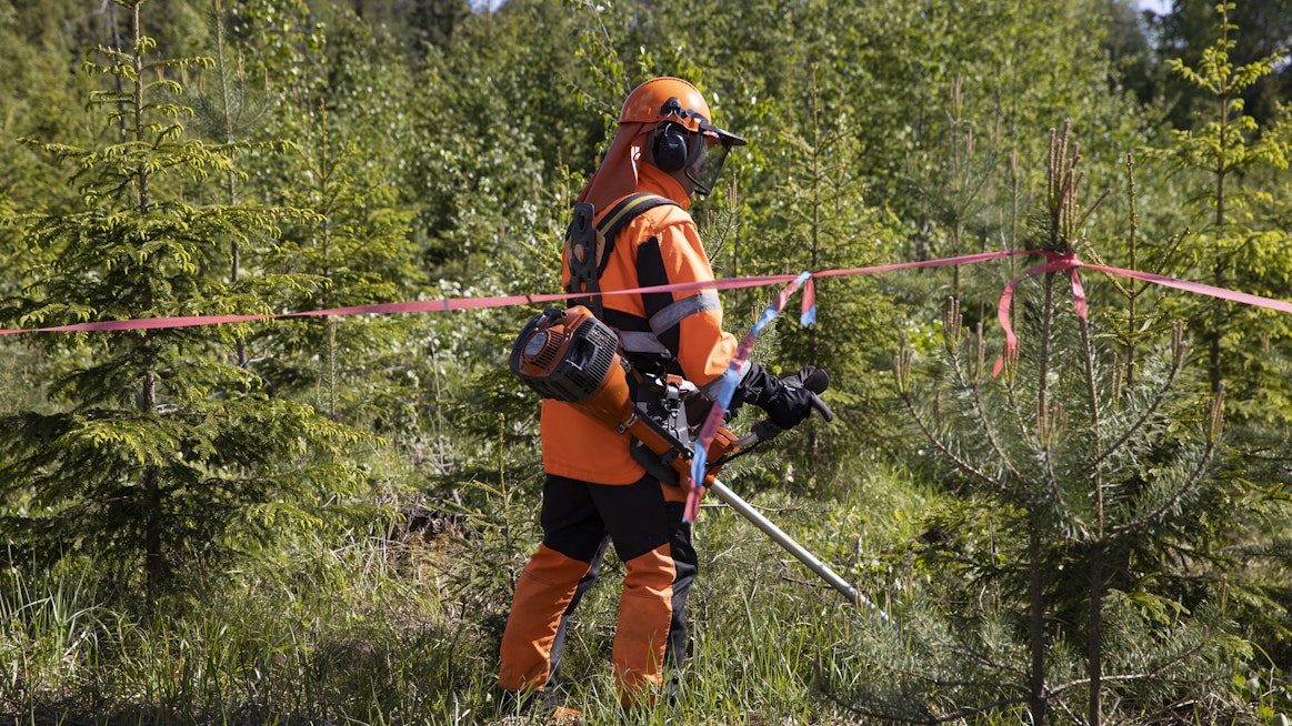 Inflaatio huomioiden metsätilat ovat kallistuneet Sijoitusmetsät Oy:n mukaan viisi prosenttia vuodessa. Metsuri Raimo Tikka teki taimikolle ensiharvennusta Mikkelin Hauhalassa, Metsä Groupin kohteella.