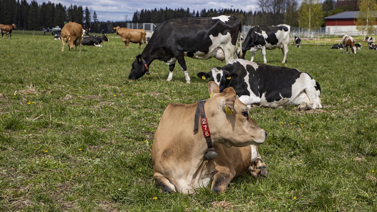 Suomalaisia lehmiä laitumella keväällä 2025.