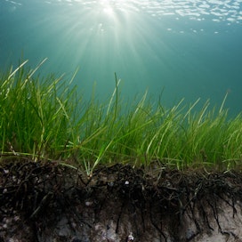 ”Itämeren koralliriutat” eli meriajokasniityt ovat yksi Itämeren avainekosysteemeistä.