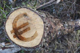Arvonlisäverovelvollinen metsänomistaja ilmoittaa tulot ilman arvonlisäveroja. Alvin osuus ilmoitetaan erikseen arvonlisäveroilmoituksella.