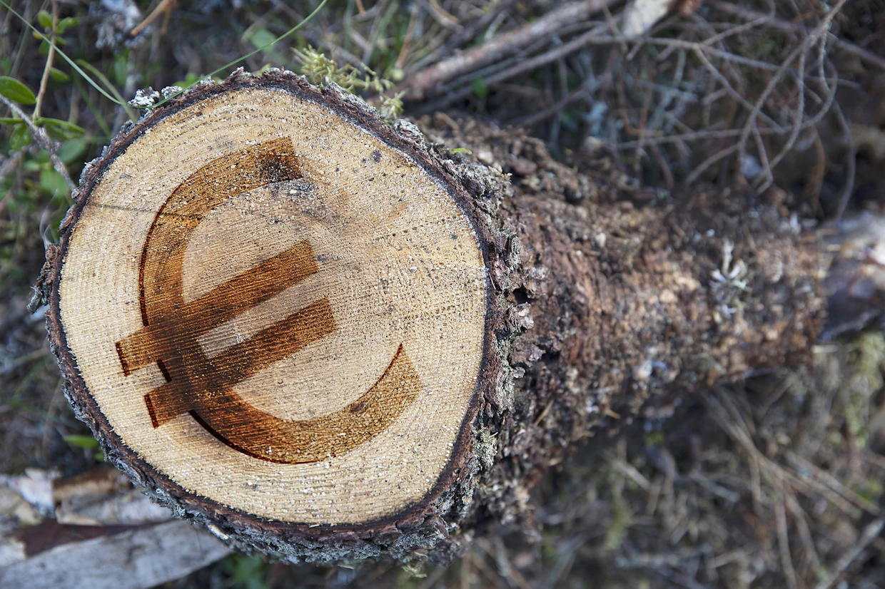 Suomessa metsänomistajille maksetaan kuusitukista tällä hetkellä huomattavasti heikompaa hintaa kuin Keski-Euroopassa.