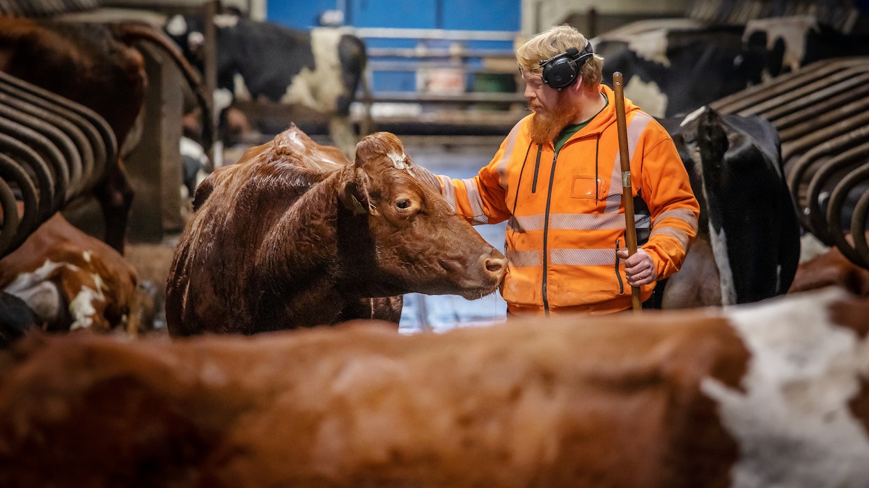 Tohmajärveläinen Heikki Raerinne jaksaa uskoa maidontuotantoon, vaikka alueelle muuttomatkoilla laskeutuvat valtavat hanhiparvet vaikeuttavat työtä joka vuosi erittäin merkittävästi. 
