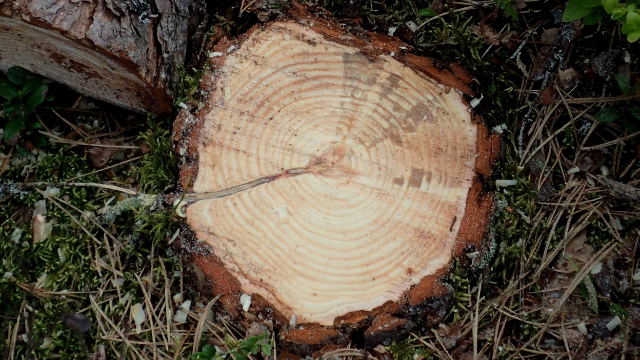 Männynjuurikäävän sairastuttaman puun kantopinnassa esiintyy tähtikuvio tai pihkalaikkuja.