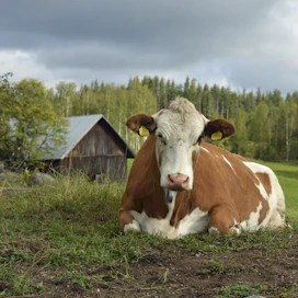 Perhe harkitsee, pitäisikö Hilperin eläkkeelle pääsemisen kunniaksi järjestää omat juhlat. ”Ehkä jotkut avoimet ovet tilalle, jossa voitaisiin kertoa Hilen eläkeläisyydestä.”