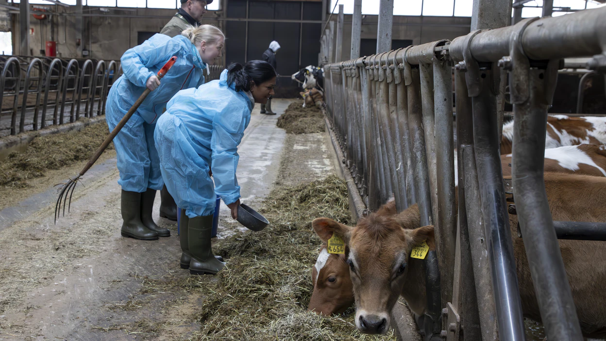 Karjamestari Simo Pärssinen sekä agrologiopiskelijat Kia Kantonen ja Nirma Abegsinghe Mustialan kampuksen opetusnavetassa.