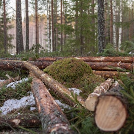  Pääsääntöisesti hyvä korjuujälki on metsäkoneyrittäjille kunnia-asia ja varmistaa työllisyyden, Suvi Kokkola kirjoittaa.
