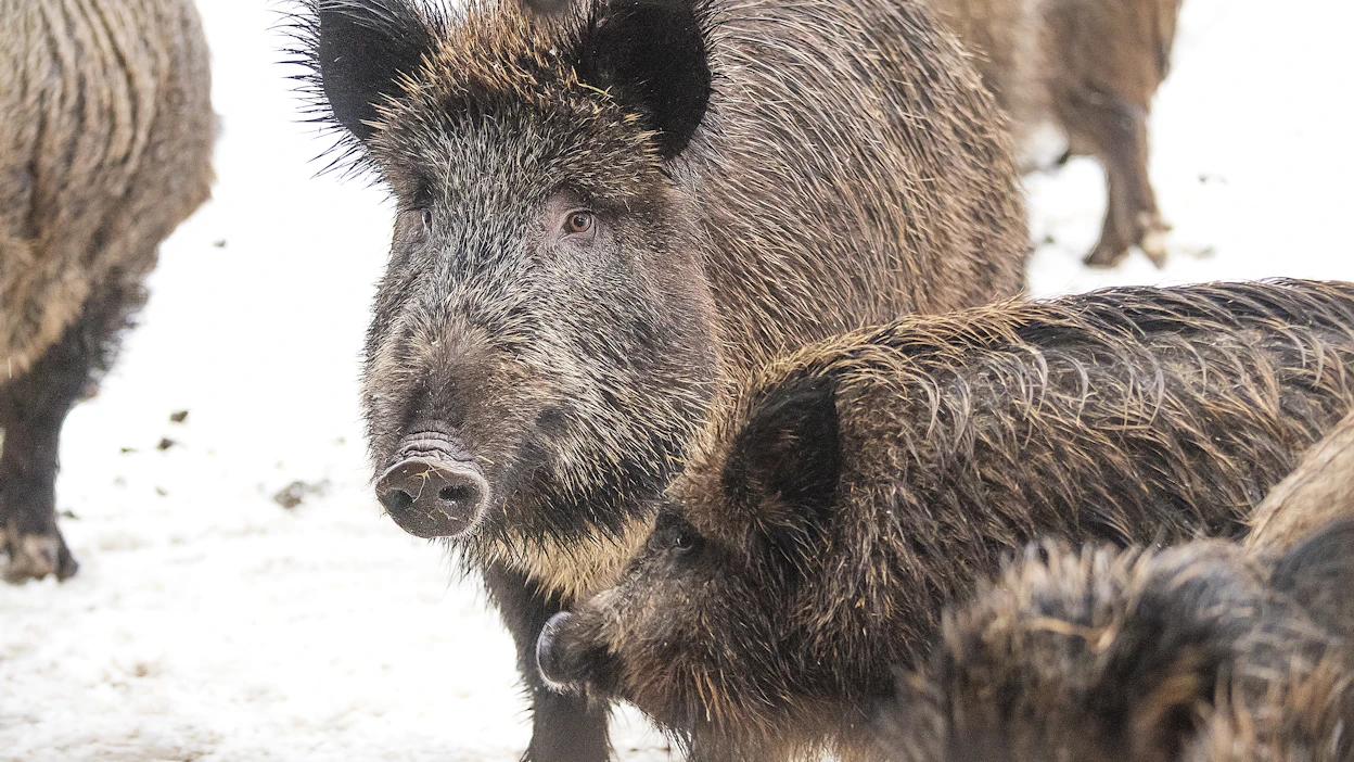 Afrikkalaista sikaruttoa on nyt kaikilla Suomea ympäröivillä villisika-alueilla. Tämä tulee ottaa huomioon myös villisian metsästyksessä.