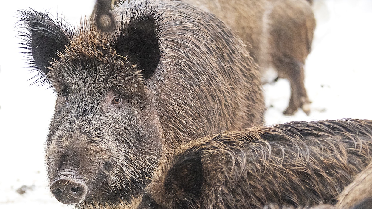 Todennäköisesti virus levisi Saksiin Puolasta villisikojen mukana.