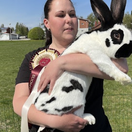 Janita Jasmavaaran kasvattamat saksanjättischeck-rotuiset kanit painavat yli kuusi kiloa. 
