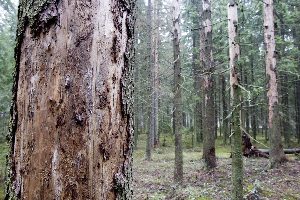 Kirjanpainajan pahoin vaurioittamaa metsää. Ruotsissa vahinkojen määrä taittui viime vuonna, mutta se on yhä korkealla tasolla.