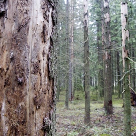 Vuoden 2018 kuuman kesän seurauksena Ruotsissa tuhoutui ennätysmäärä puuta hyönteistuhojen takia. Kuvituskuva Suomesta.