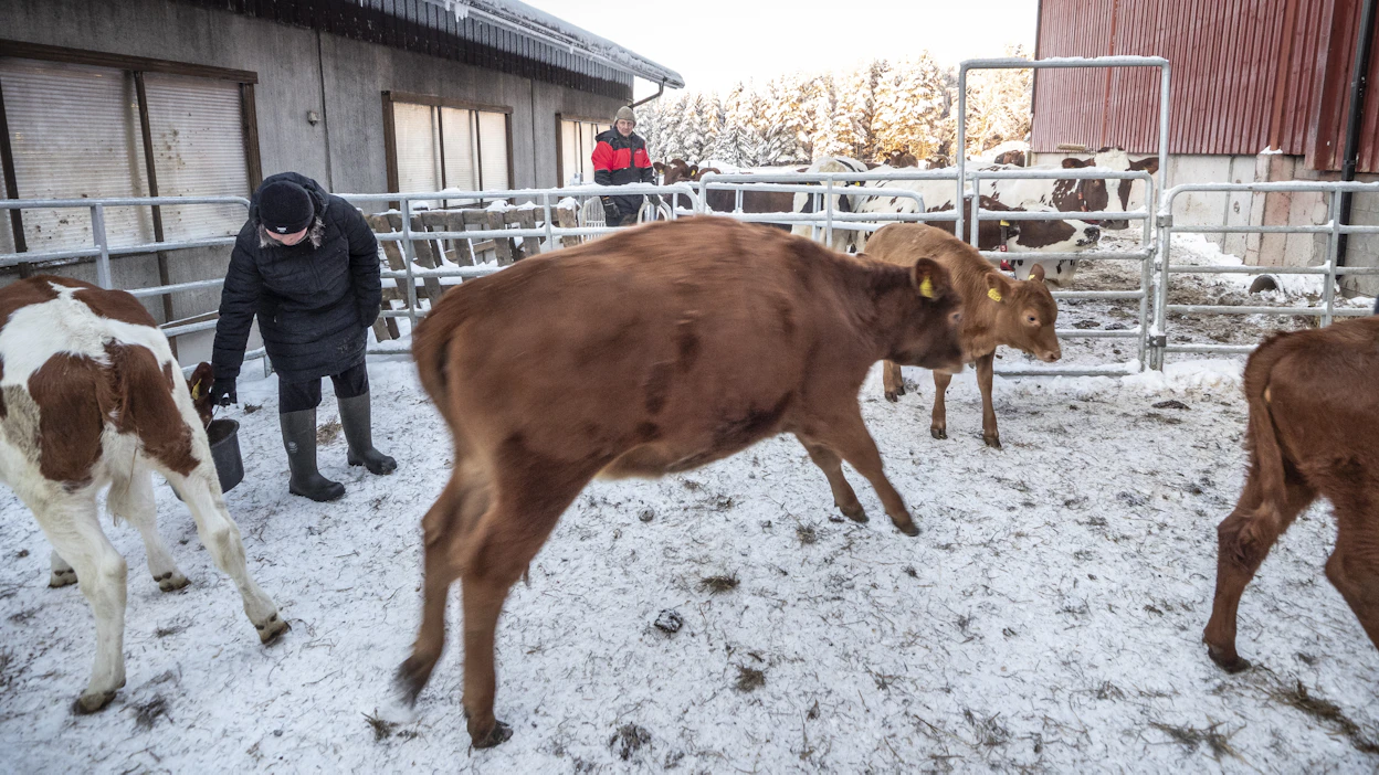 Näin iloitsivat talviulkoilusta pertunmaalaisen Mustaniemen maitotilan naudat tammikuussa 2024.