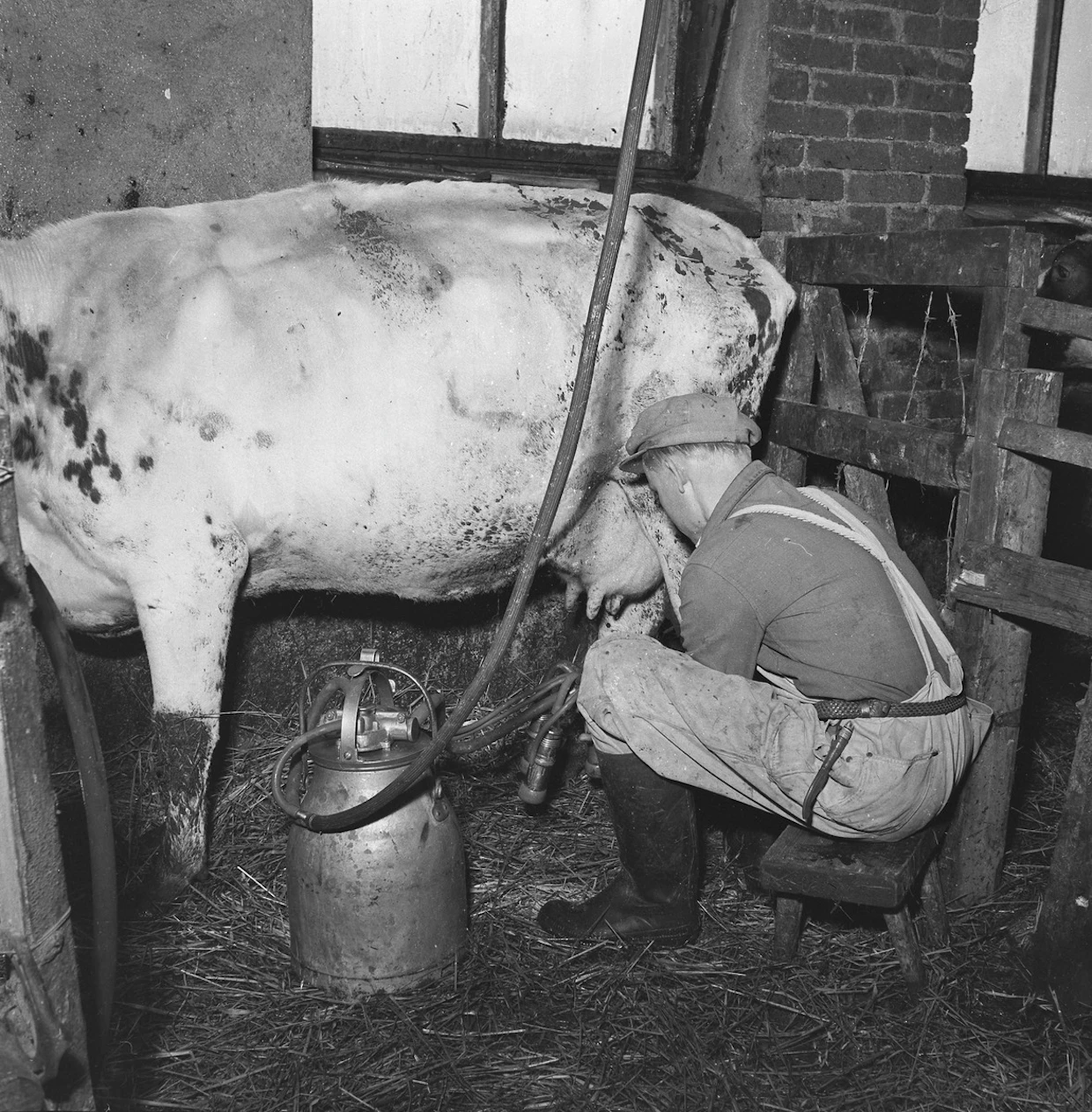 Isäni Risto Ikonen lypsyllä Koivikon tilan navetassa 1953.