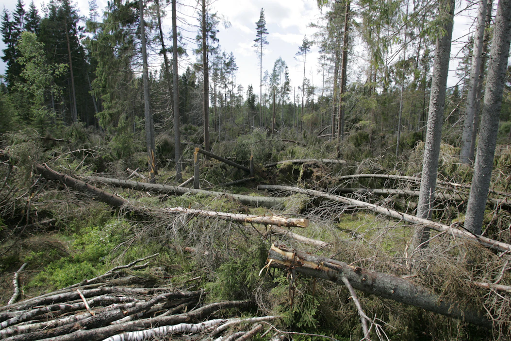 Tuulituhot ovat kertaluonteisia ja intensiivisiä, kun taas kirjanpainajat voivat nakertaa vahinkoja puustolle vähitellen useampana vuonna.