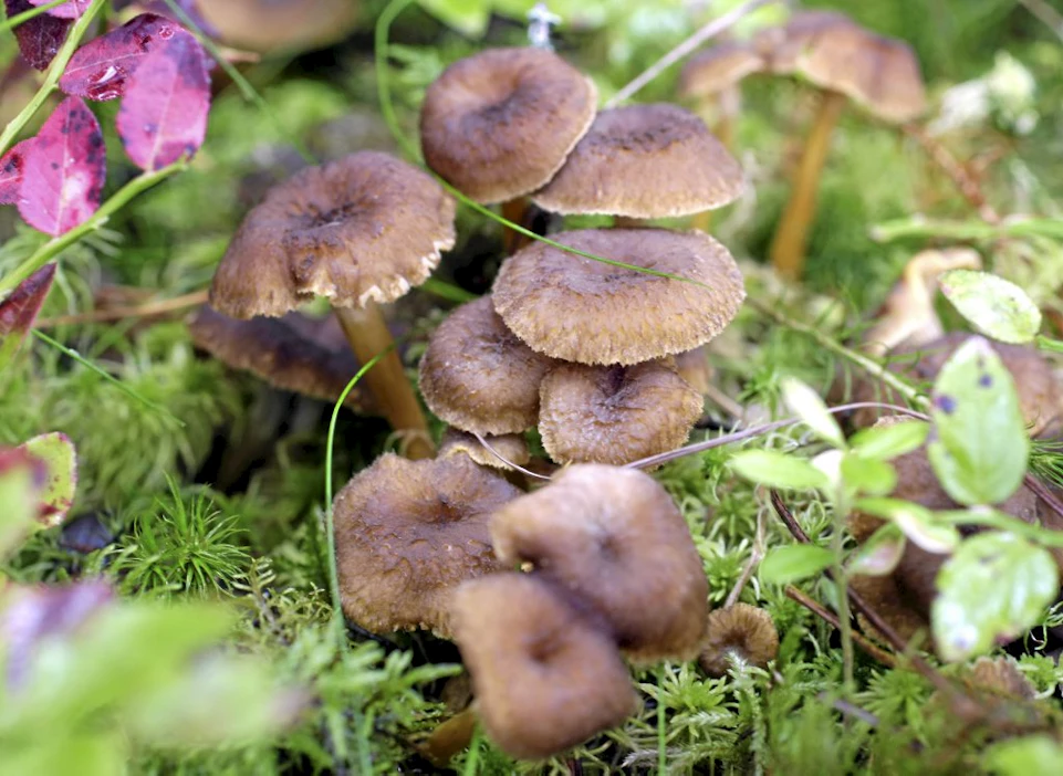 Suppilovahverosadossa on tänä vuonna suurta paikallista vaihtelua. Omat hyvät suppispaikat ovat nyt kullan arvoiset.