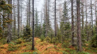 Monesti tilakauppoja suunnitellessa nousee esille, että esimerkiksi sisarusparvi kokee metsänhoidon vieraaksi, kun isä on aina hoitanut kaiken.