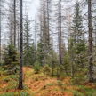 Monesti tilakauppoja suunnitellessa nousee esille, että esimerkiksi sisarusparvi kokee metsänhoidon vieraaksi, kun isä on aina hoitanut kaiken.
