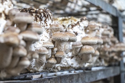 <em id="emphasis-657c514ce5b2ab76eee41d0911b1fe44">Siitakesienet kasvavat seoksessa, jossa on koivuhaketta ja luomuvehnää. </em><em id="emphasis-3767d87aa74e6fe9968a9a5b4f669bb7">Yhdestä paakusta saadaan parisataa grammaa satoa. </em>