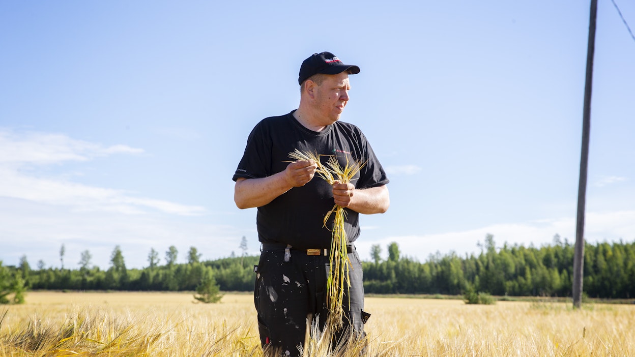 ”Kesä–heinäkuun vaihteen kuivuus näkyy jyväluvussa, muuten kasvusto on ihan kiitettävässä kunnossa. Lämpösummaa saisi vielä tulla reilusti”, Tero Torkko pohtii. Puimaan päästään arvion mukaan kuun vaihteessa.