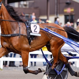 Vihjesysteemin toinen varma Esprit Sisu on tuttu näky myös Suomen kamaralla. Ruuna nähtiin tänä vuonna Seinäjoki Racessa ja St Michelissä. Seinäjoella hevonen sijoittui toiseksi ja Mikkelissä viidenneksi.