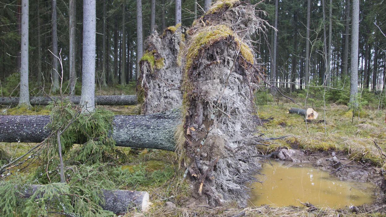On odotettavissa, että tuuli katkoo lauantaina paikoin puita ja johtaa paikallisiin sähkökatkoihin.